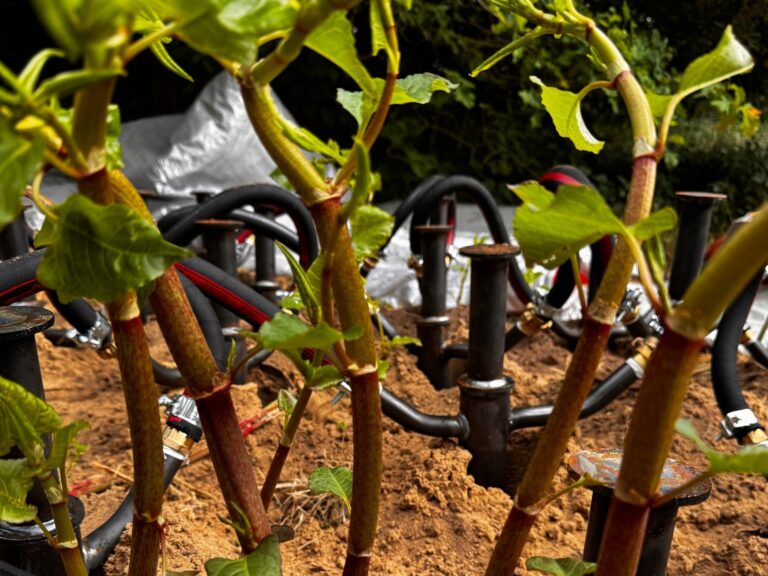 Twaalf bestrijdingsmethoden tegen Japanse duizendknoop